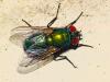 347737 – Photo : Florian ALONSO – France (21)